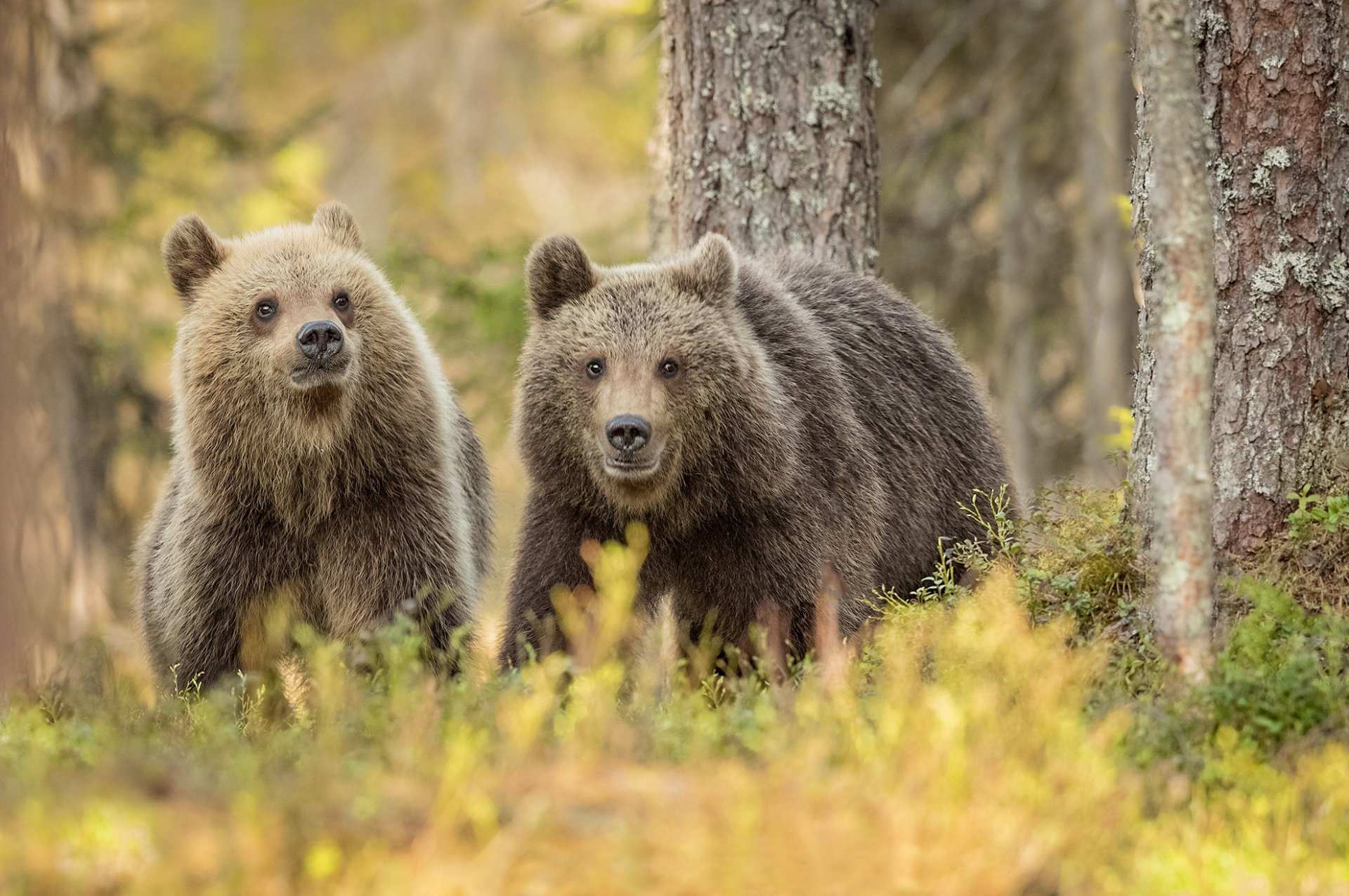 HD PC desktop wallpaper featuring two bears standing alert among trees and autumn foliage in a natural forest setting.