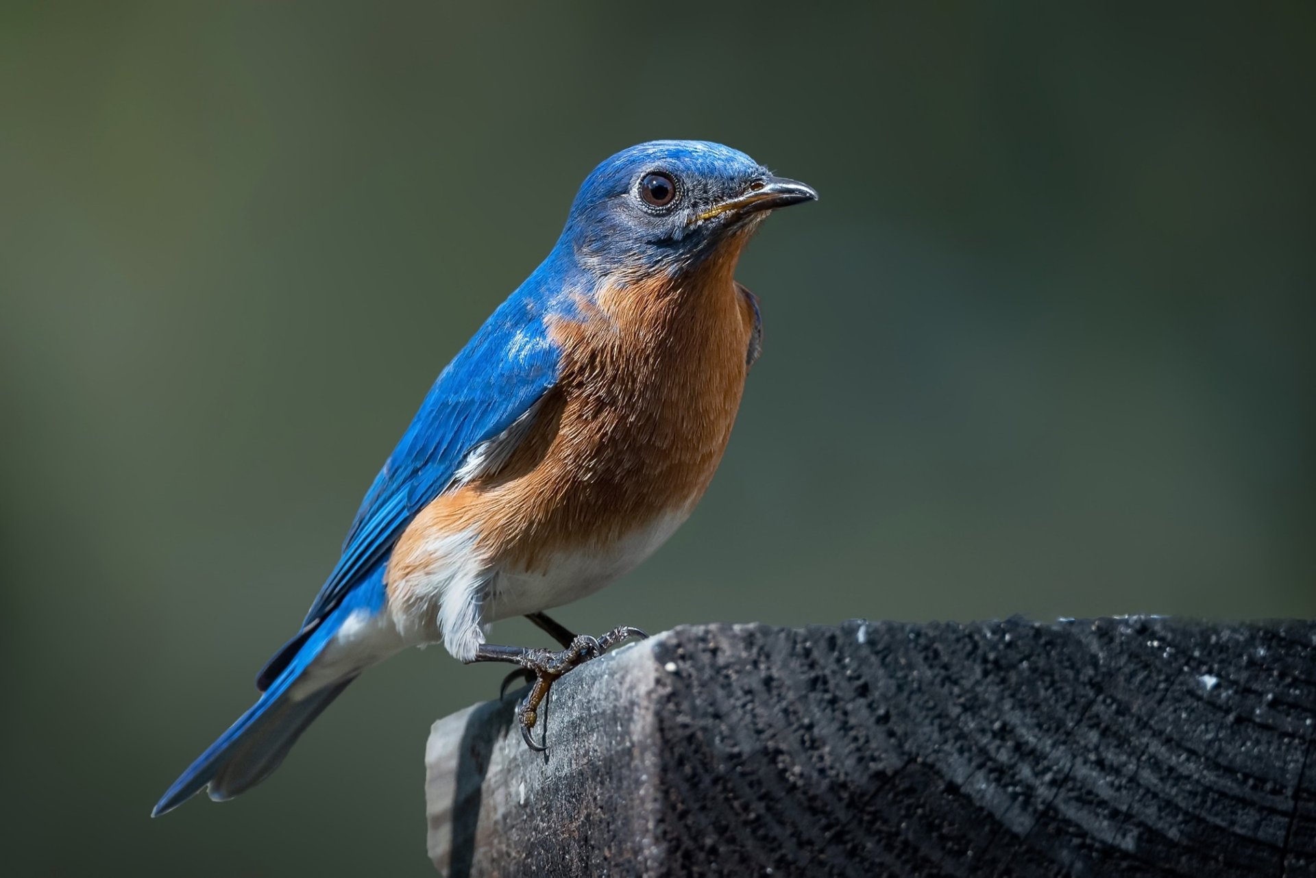 Download Passerine Bird Animal Bluebird HD Wallpaper