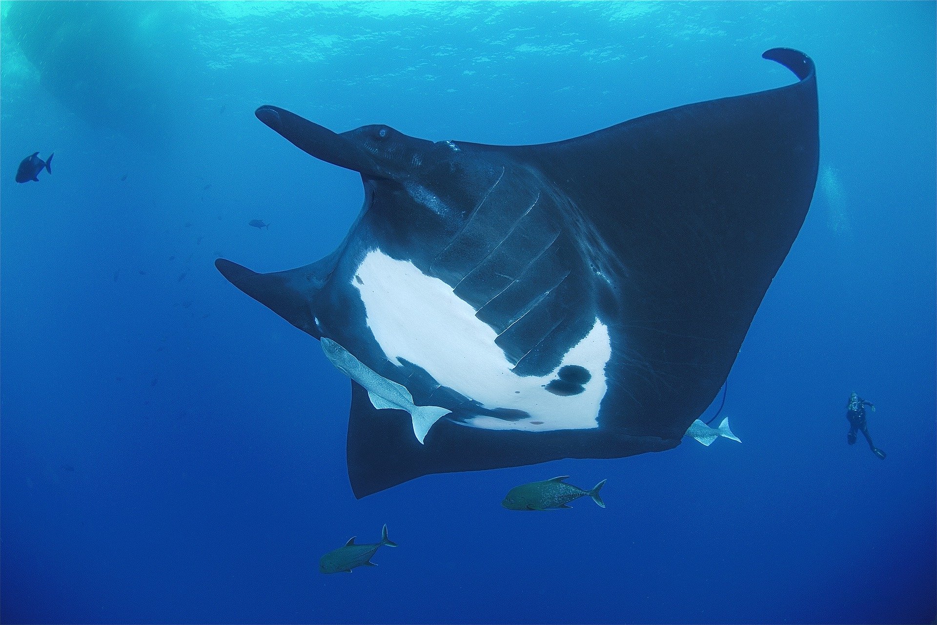 Large Manta Ray, Revillagigedo Islands, Mexico HD Wallpaper