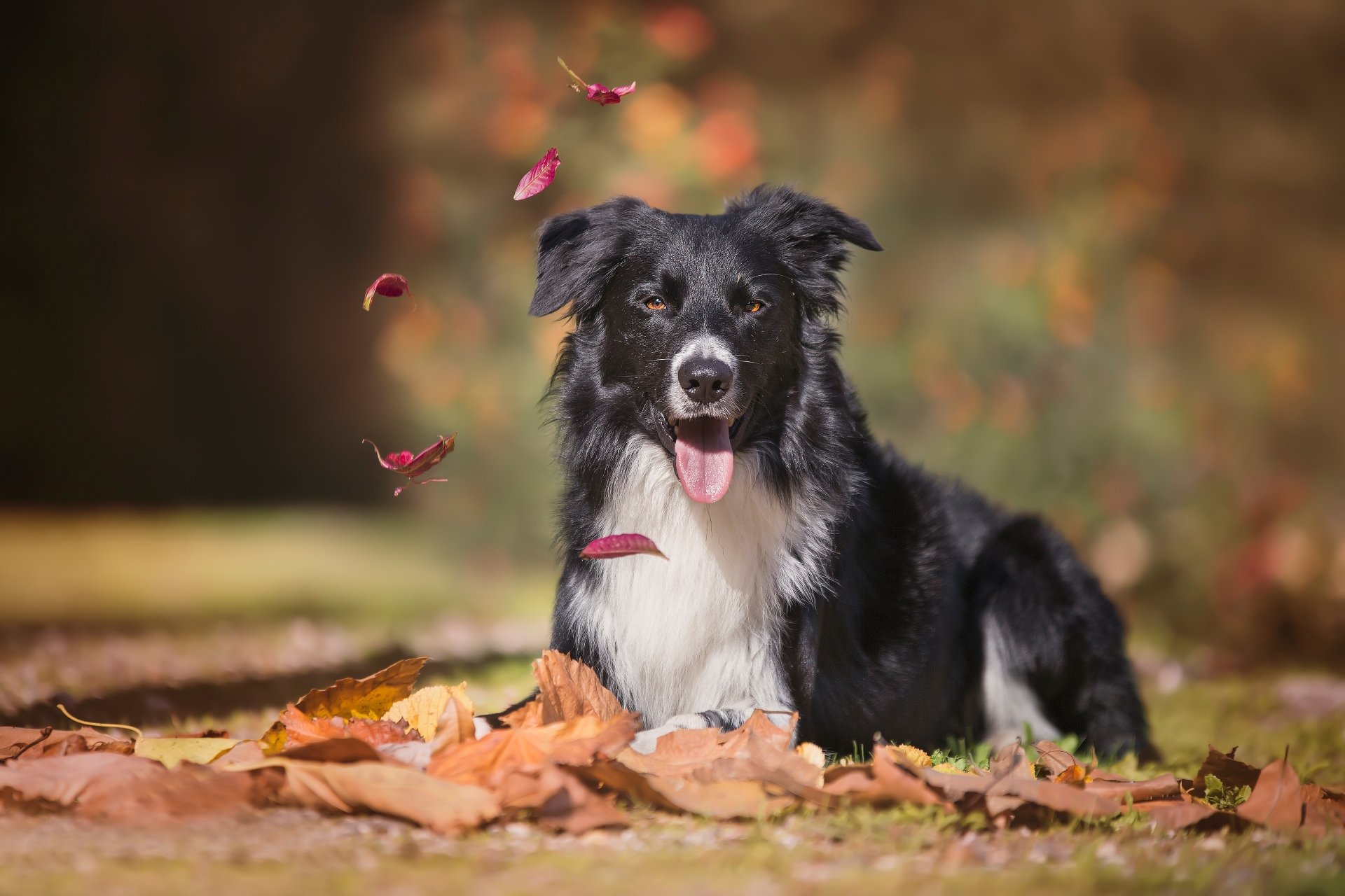 Border Collie 4k Ultra HD Wallpaper