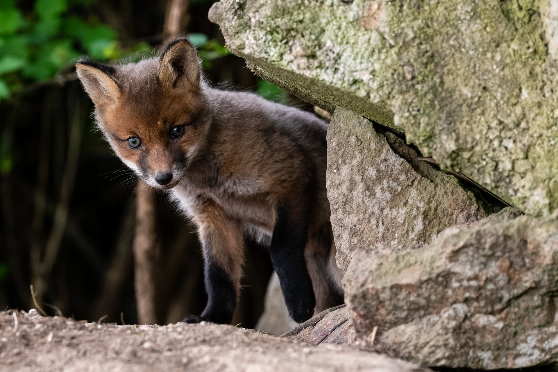 HD desktop wallpaper of a curious baby fox cub nestled near rocks in a natural forest setting, showcasing the beauty of a young wild animal.