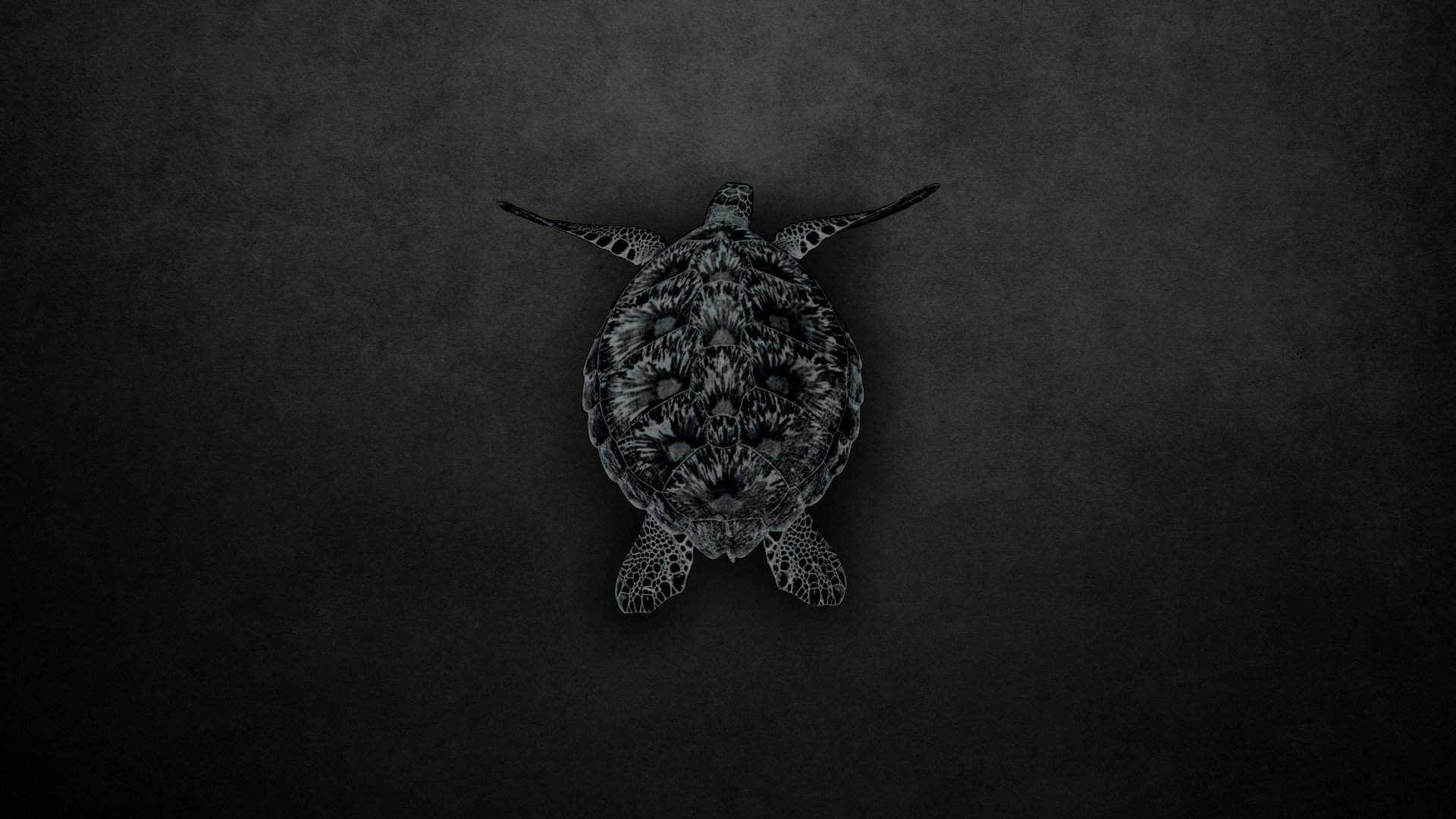 Download Animal Turtle HD Wallpaper by Stello