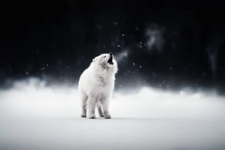 HD PC desktop wallpaper: white Samoyed puppy dog standing in snow, snowflakes falling against a dark forest background — a serene winter animal scene.