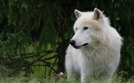 High-detail 4K Ultra HD PC desktop wallpaper background of a white wolf standing in a green forest clearing.