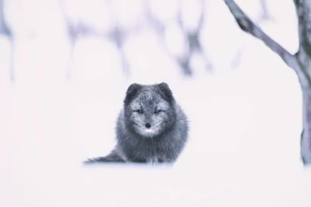 fox Animal arctic fox HD Desktop Wallpaper | Background Image