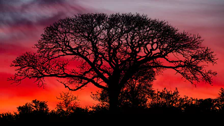 Silhouette of a tree against a vivid red and purple sunset sky, captured in 4K Ultra HD as a stunning nature desktop wallpaper.