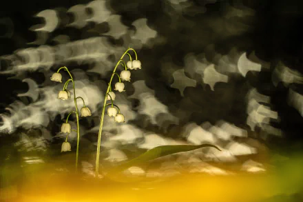 bokeh flower nature lily of the valley HD Desktop Wallpaper | Background Image