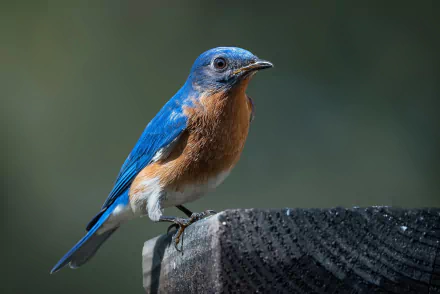 passerine bird Animal bluebird HD Desktop Wallpaper | Background Image