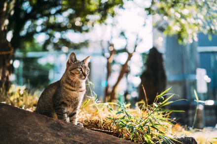 A tabby cat sits on a rock surrounded by grass and sunlight, captured with a depth of field effect in this HD PC desktop wallpaper.