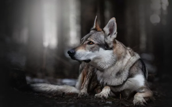 HD desktop wallpaper of a wolfdog lying on the ground, blending natural wolf features with a domestic dog's appearance in a dimly lit forest setting.