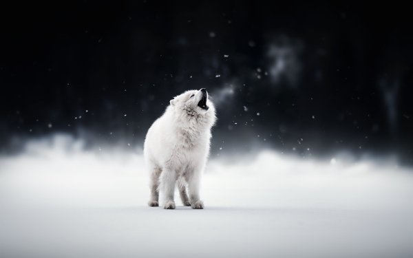 Animal Samoyed Dogs Winter Dog Puppy HD Wallpaper | Background Image