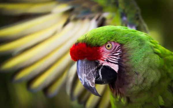  Great green macaw