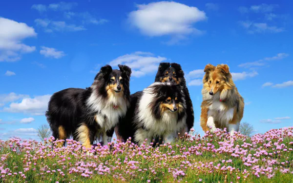 meadow flower dog Animal rough collie HD Desktop Wallpaper | Background Image