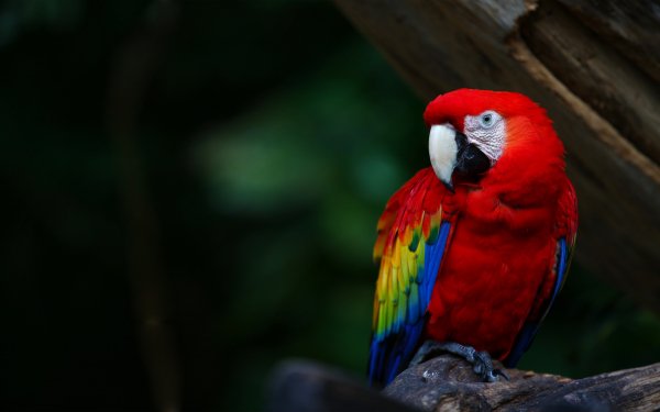 Animal Scarlet Macaw Birds Parrots Bird Macaw HD Wallpaper | Background Image