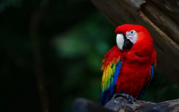 Vibrant scarlet macaw perched on a branch, showcasing its bright red, blue, and yellow feathers against a dark, blurred natural background. HD PC wallpaper.
