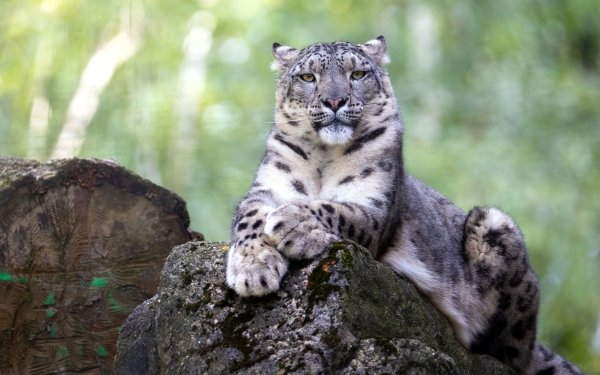 Animal Snow Leopard Cats HD Wallpaper | Background Image