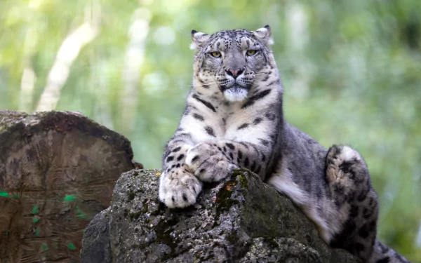 Majestic snow leopard resting on a moss-covered rock in a green forest — 4K Ultra HD PC desktop wallpaper background featuring this wild animal.