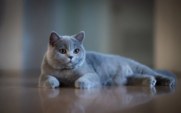 Animal British Shorthair HD Desktop Wallpaper | Background Image