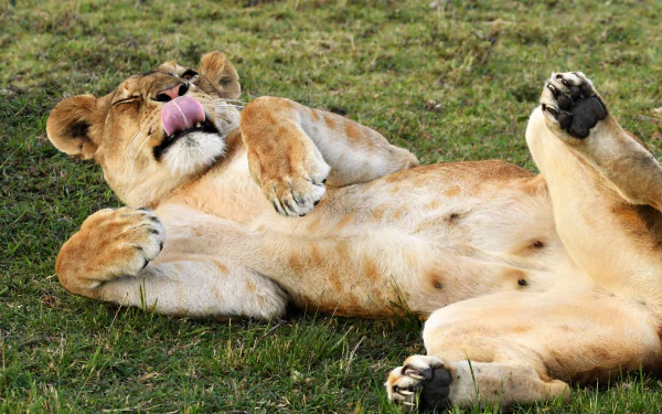  Lioness - Maasai Mara, Kenya