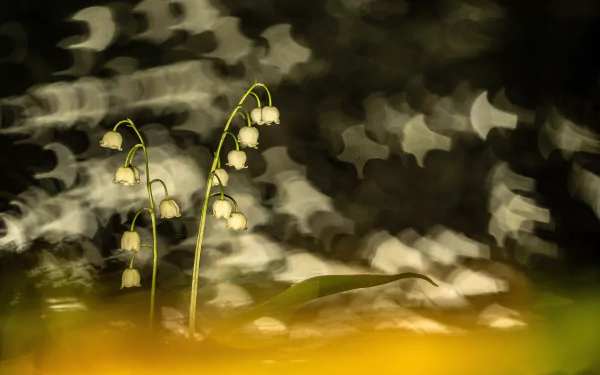 bokeh flower nature lily of the valley HD Desktop Wallpaper | Background Image
