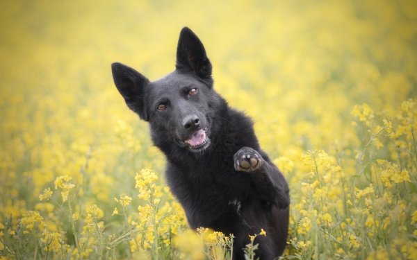 Animal Dog Dogs Yellow Flower HD Wallpaper | Background Image