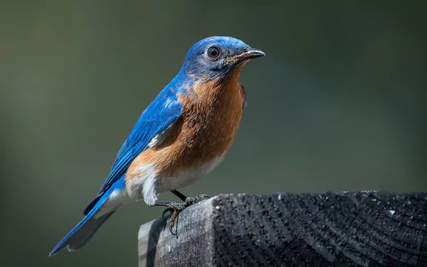 passerine bird Animal bluebird HD Desktop Wallpaper | Background Image