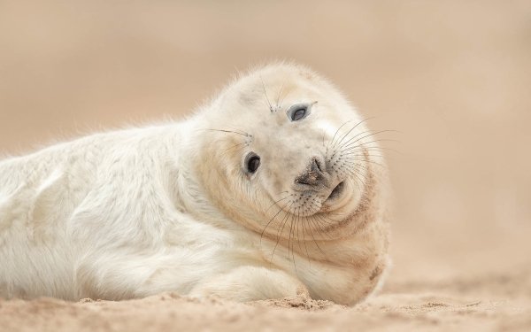 Animal Seal Seals Sand Cub HD Wallpaper | Background Image