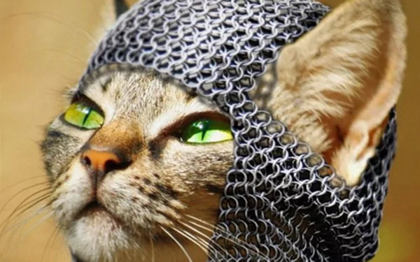 HD desktop wallpaper featuring a funny cat wearing a detailed medieval chainmail helmet with striking green eyes.
