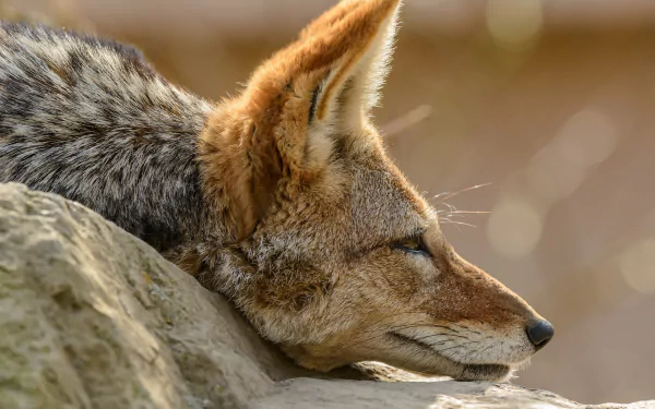 close-up Animal Jackal HD Desktop Wallpaper | Background Image