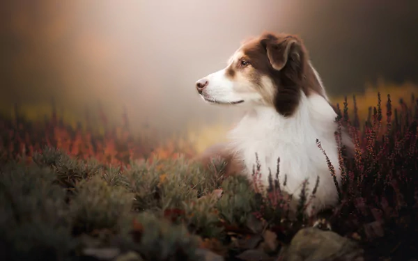 dog Animal Kooikerhondje HD Desktop Wallpaper | Background Image