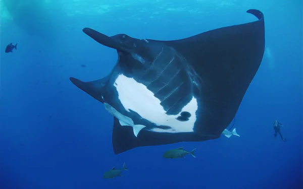  Large Manta Ray, Revillagigedo Islands, Mexico by Andrea Pivari