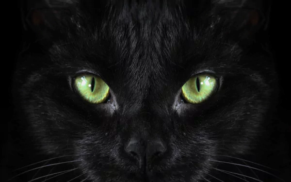 Close-up HD desktop wallpaper of a black cat staring intently, highlighting its striking green eyes against a dark background.