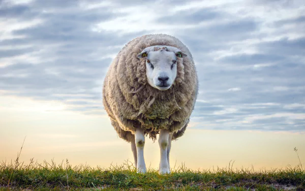 Woolly sheep (animal) standing on a grassy ridge beneath a dramatic sky — 4K Ultra HD PC desktop wallpaper background.