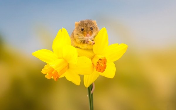 Animal Mouse Rodent Wildlife Daffodil Yellow Flower HD Wallpaper | Background Image