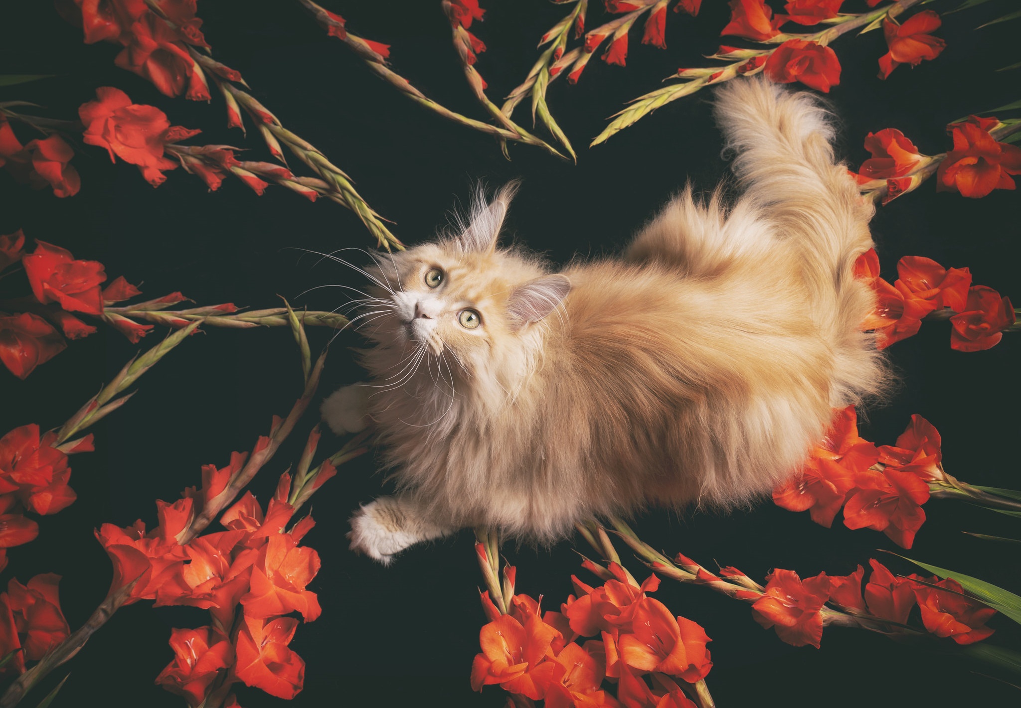 Cat HD Wallpaper