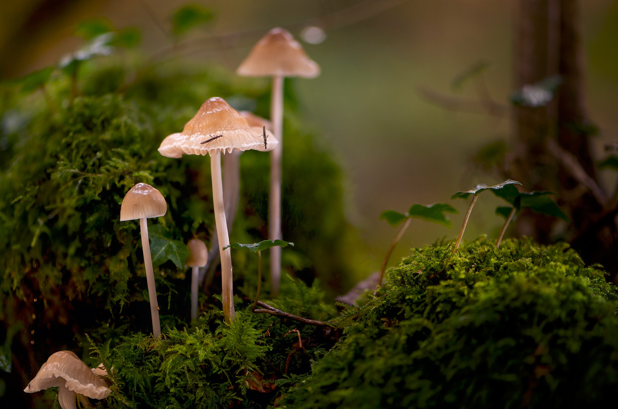 Download Moss Macro Nature Mushroom HD Wallpaper