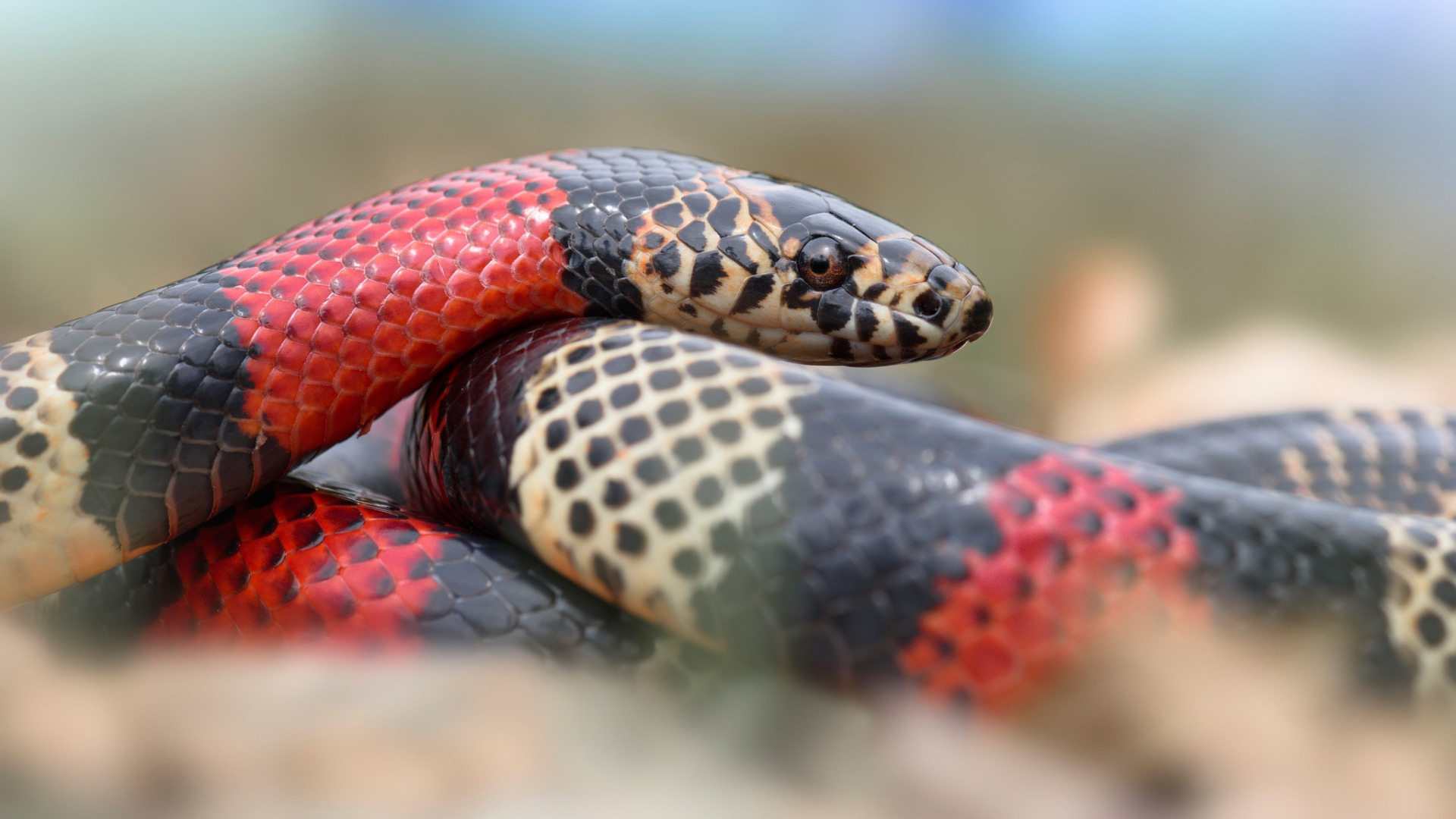 Download Animal Snake HD Wallpaper