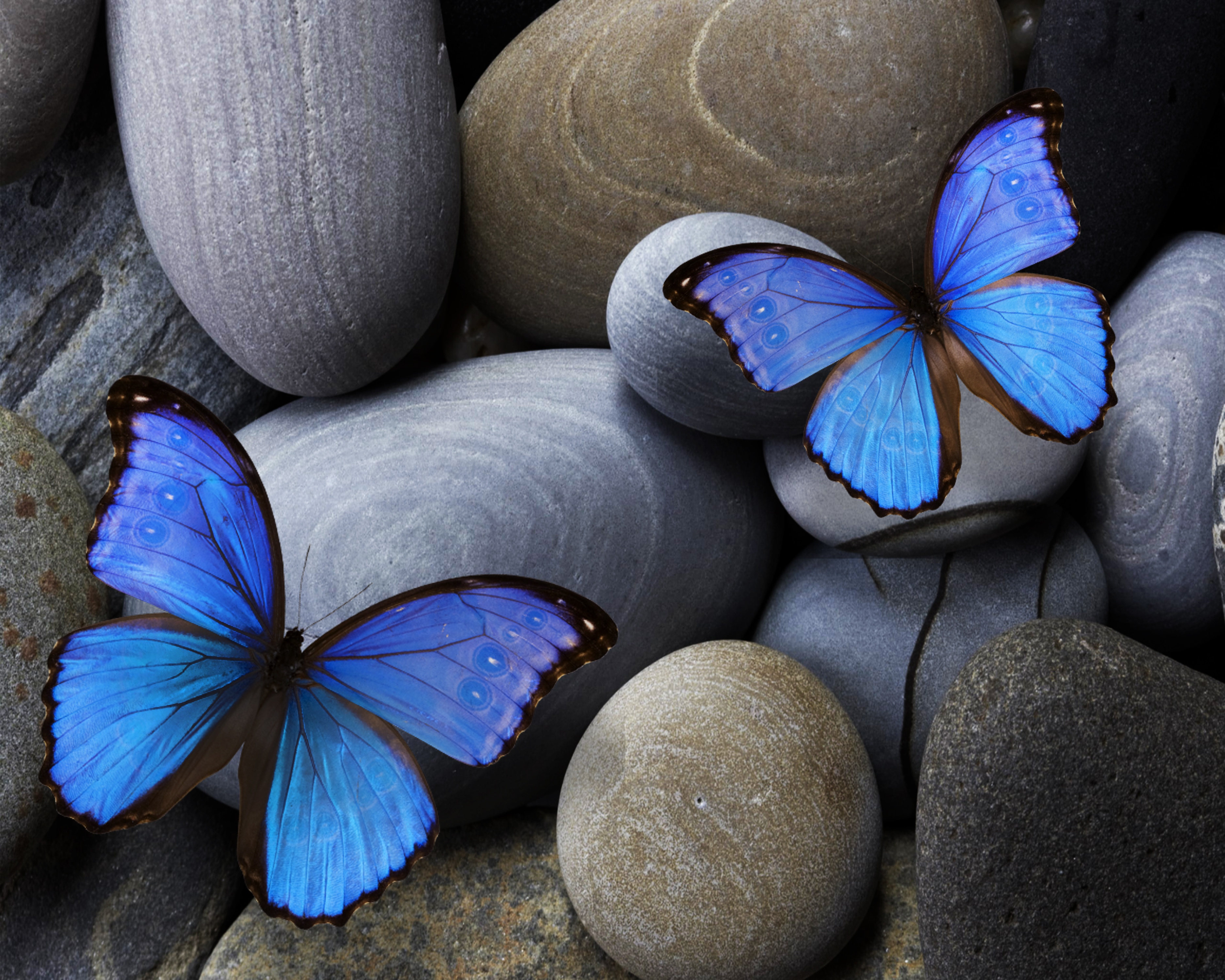 Download Insect Stone Animal Butterfly HD Wallpaper
