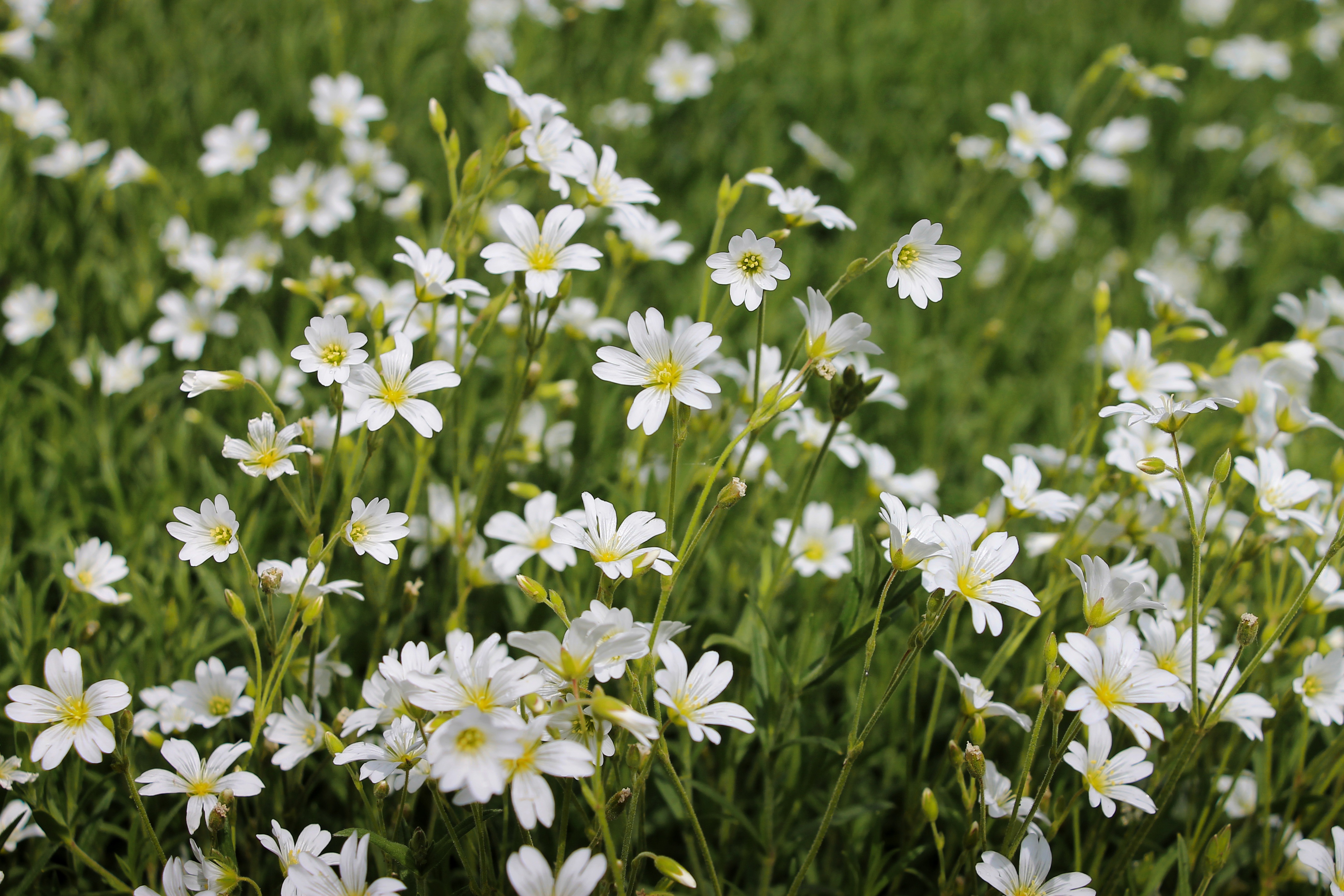 Nature Flower 4k Ultra HD Wallpaper