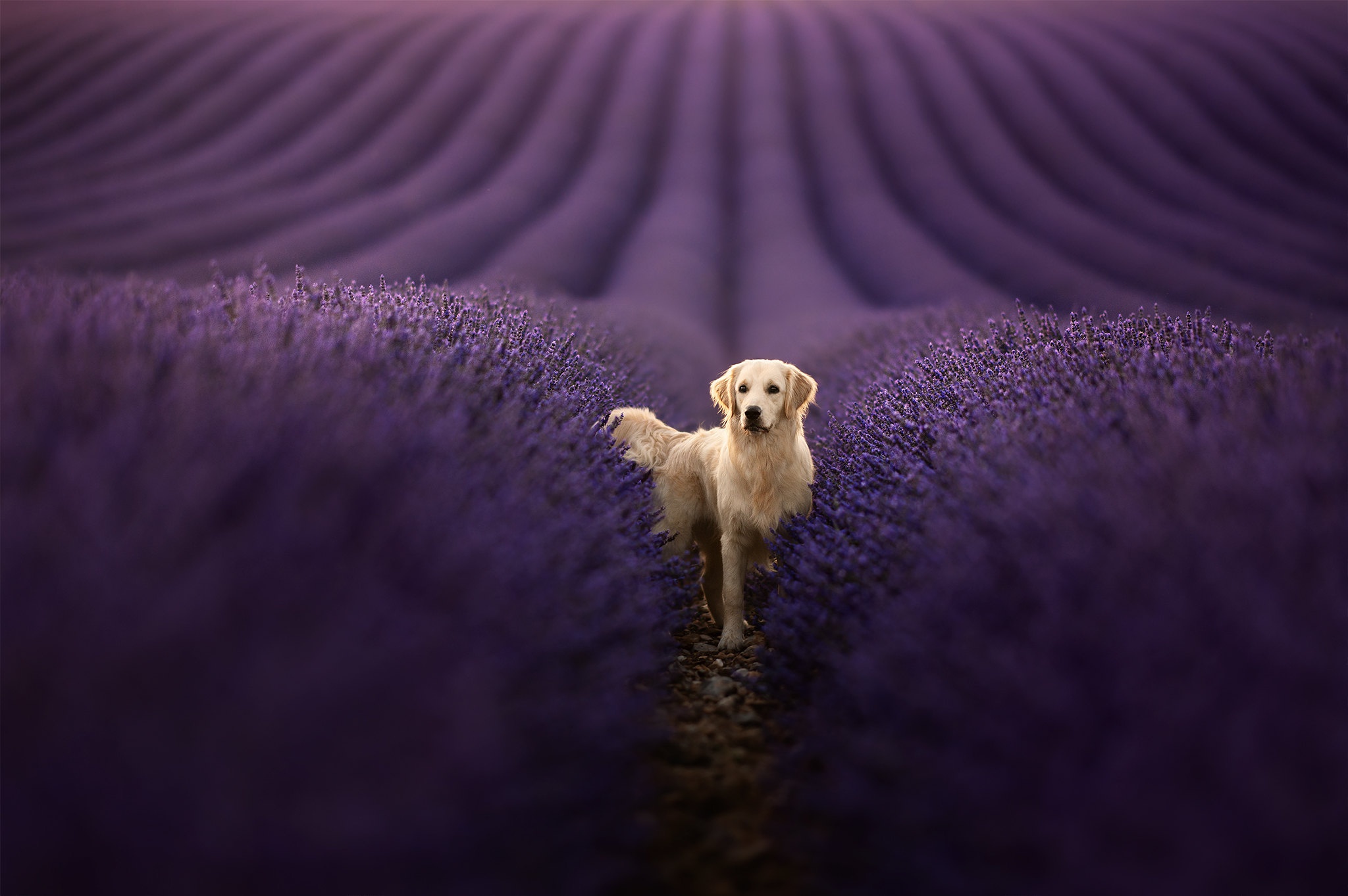 Download Flower Field Depth Of Field Lavender Dog Animal Golden Retriever HD Wallpaper