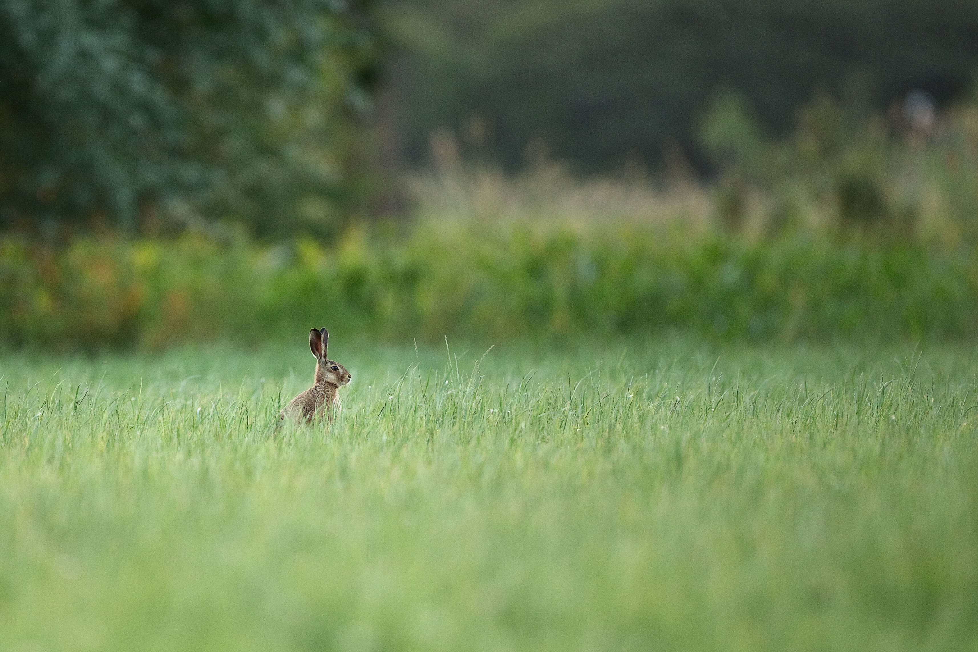 Grass animals. Заяц в траве. Зайчик в лесу. Заяц в поле. Заяц картинка.