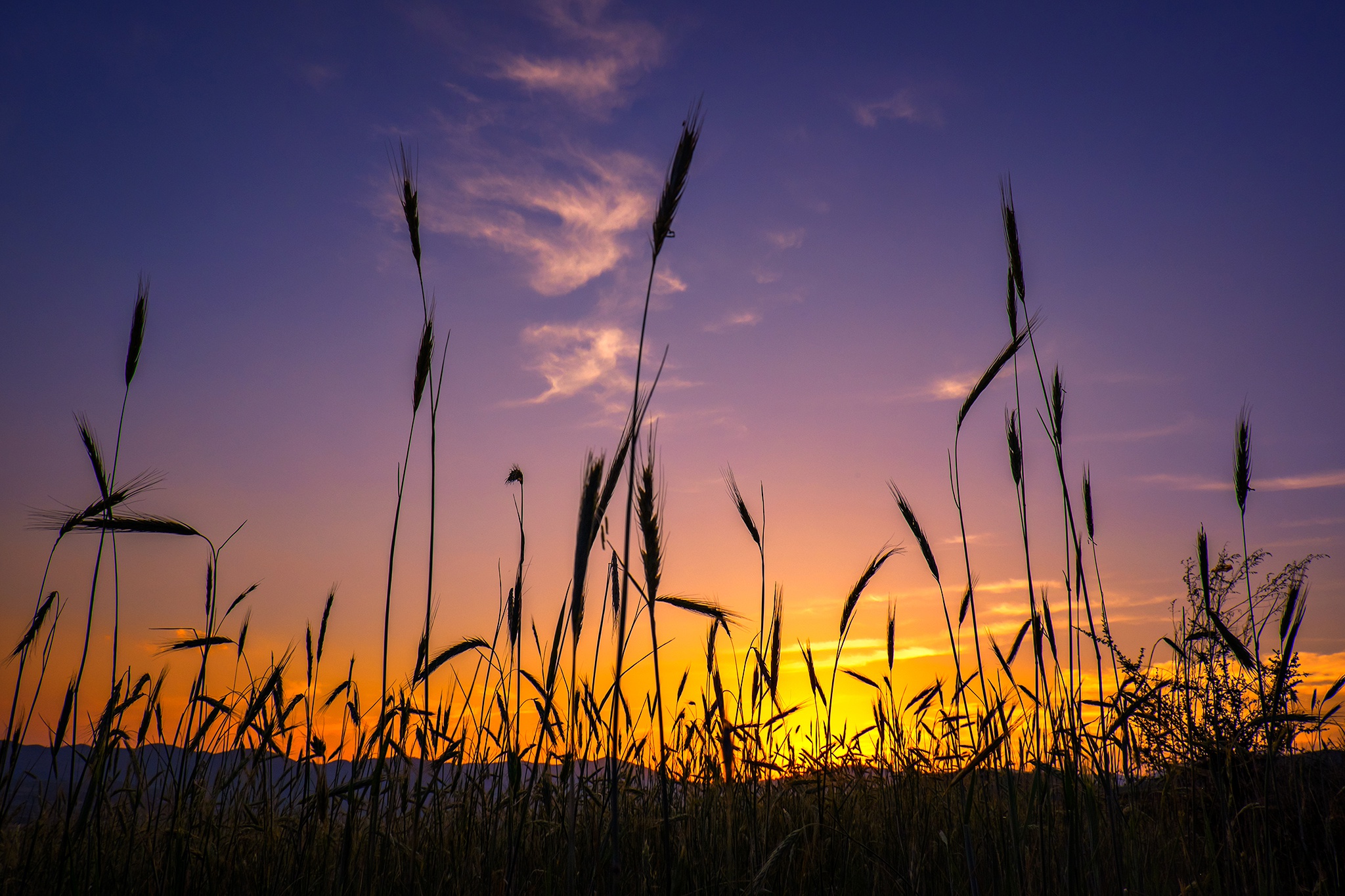 Download Sunset Grass Sky Nature Field HD Wallpaper