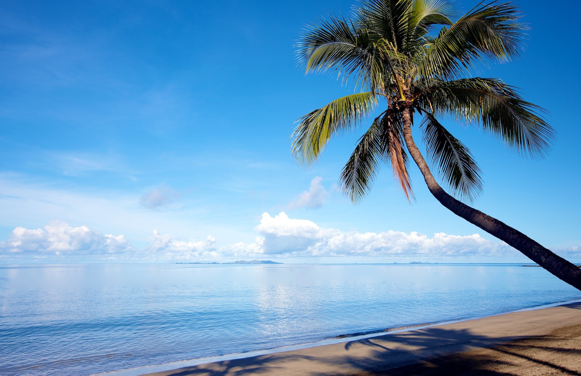 Download Sky Horizon Palm Tree Nature Ocean HD Wallpaper