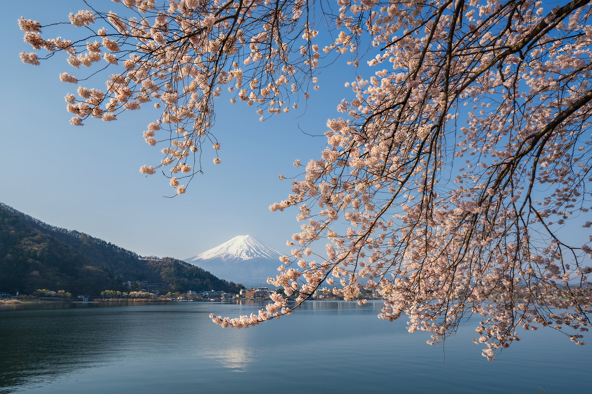 Download Sakura Japan Spring Lake Nature Mount Fuji HD Wallpaper