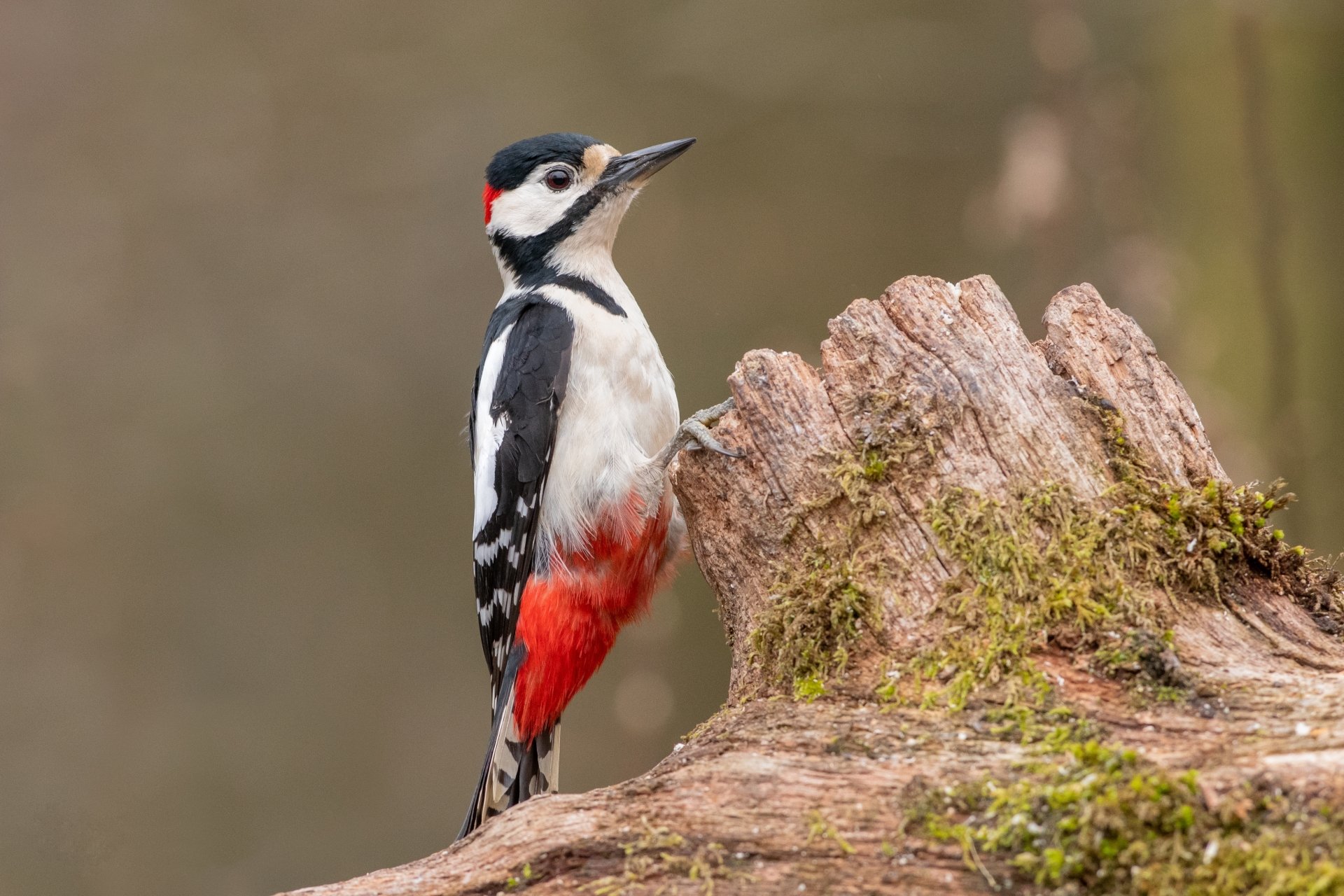 Download Bird Animal Woodpecker 4k Ultra HD Wallpaper