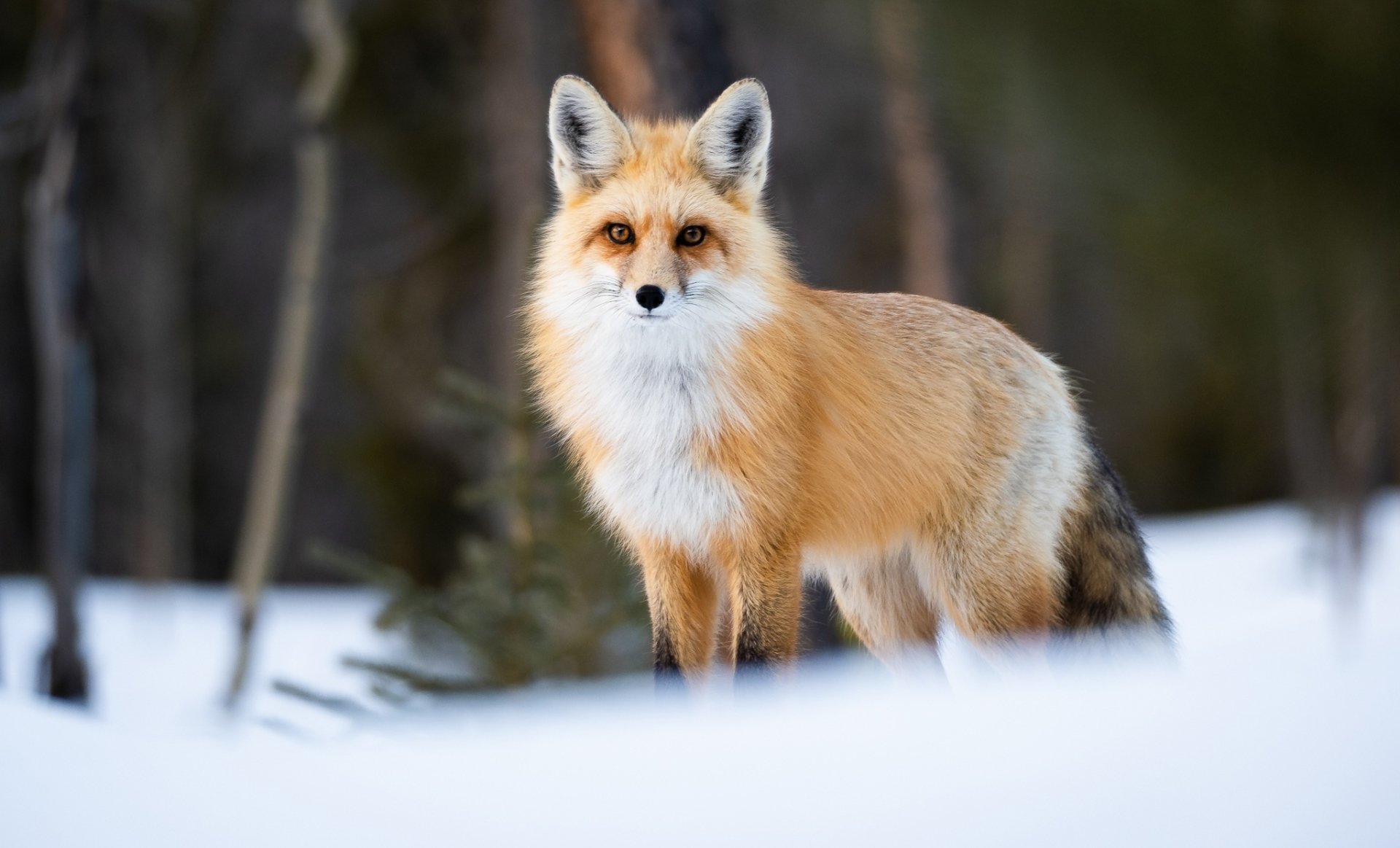 Download Animal Fox HD Wallpaper