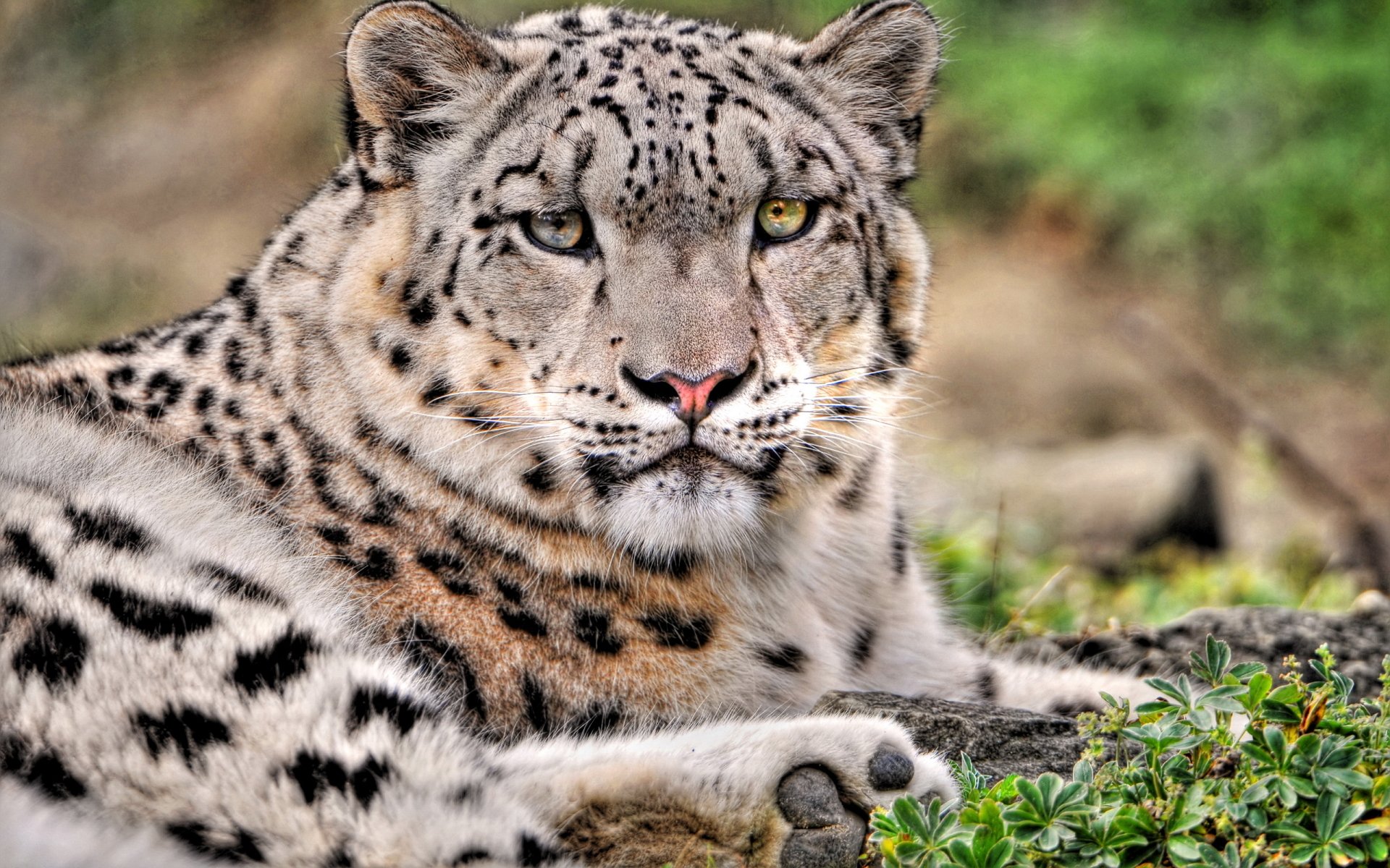 Animal Snow Leopard HD Wallpaper