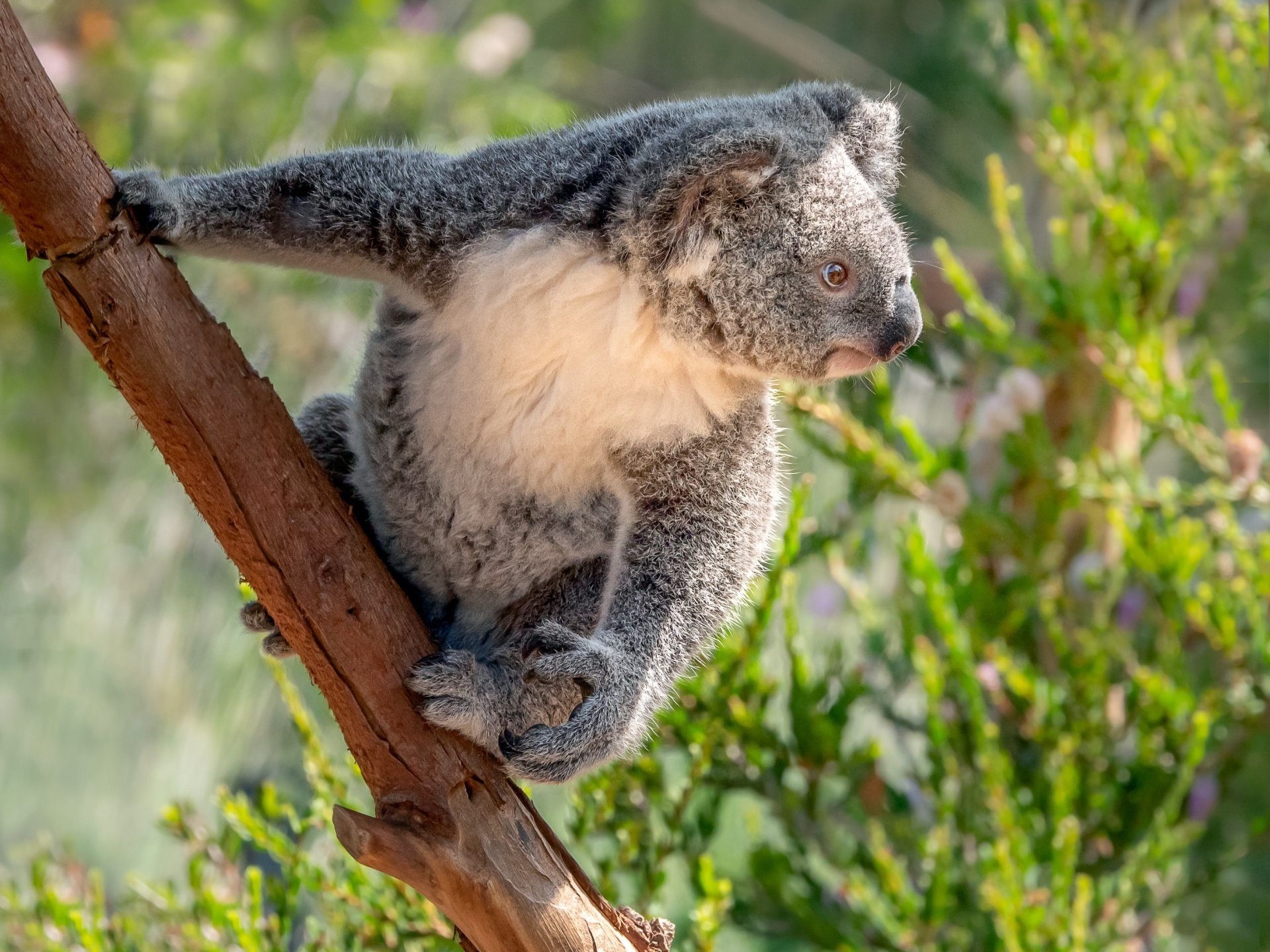 Download Animal Koala HD Wallpaper