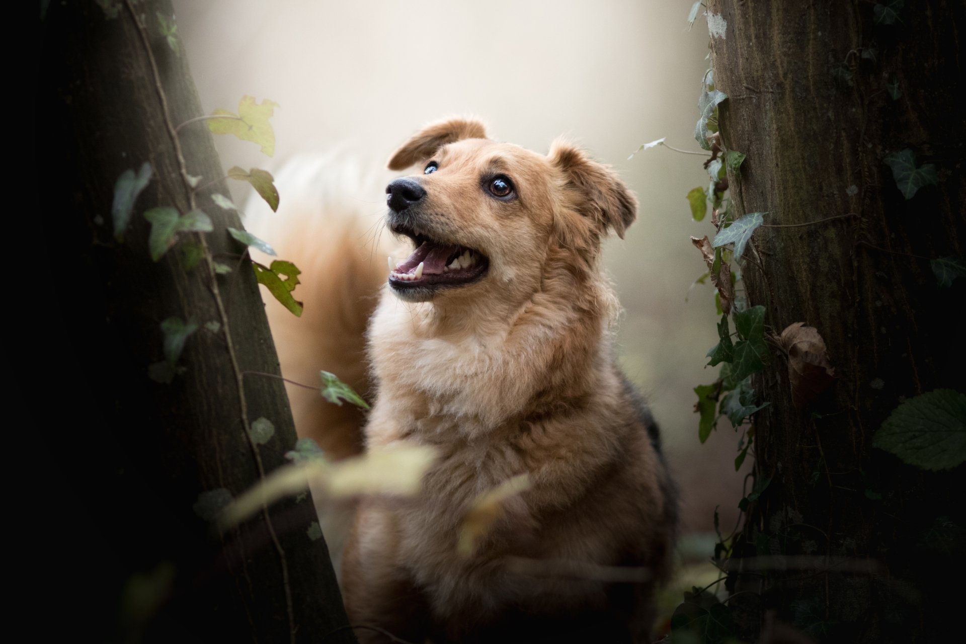 Download Animal Dog  4k Ultra HD Wallpaper