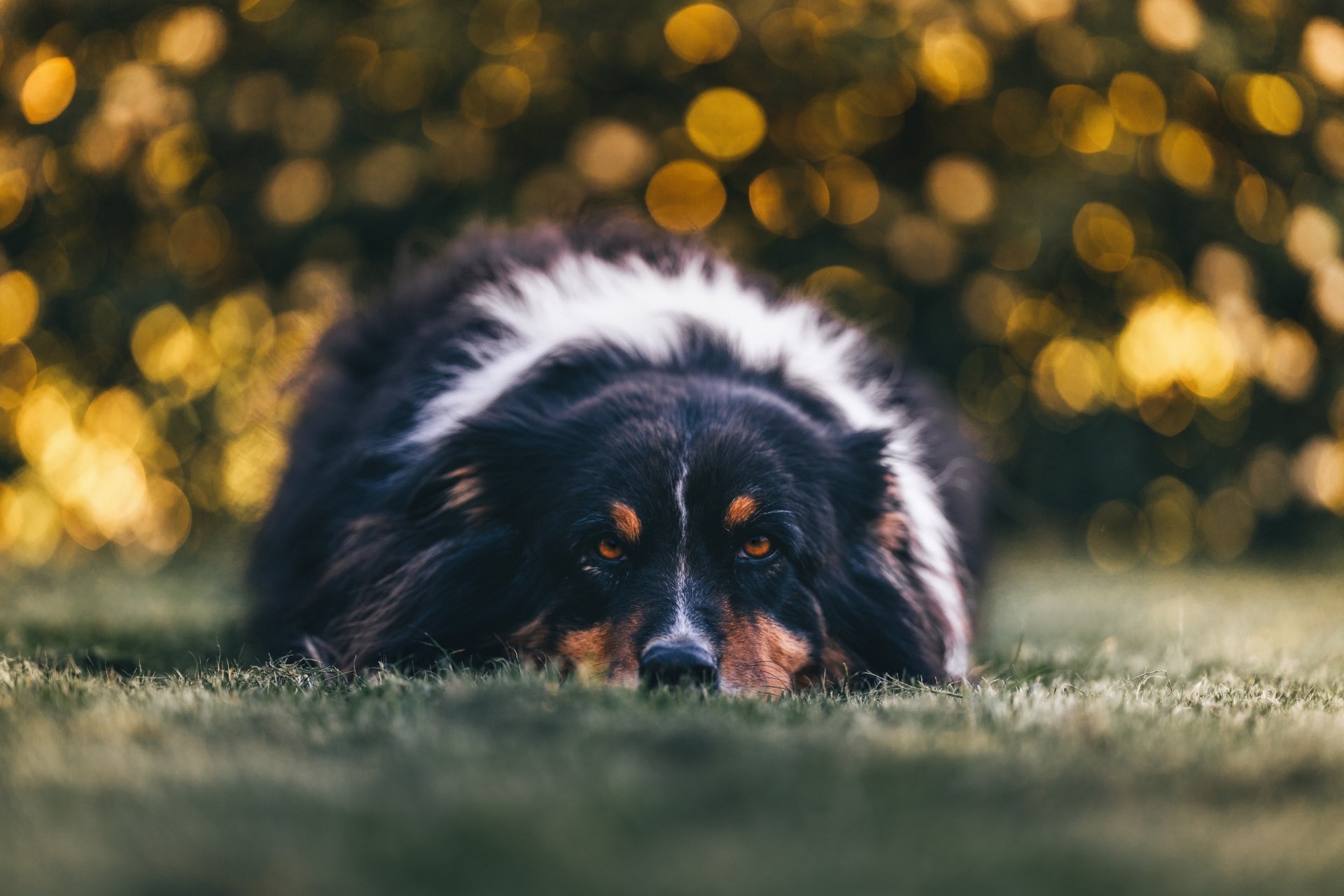 avustralya çoban köpeği satılık